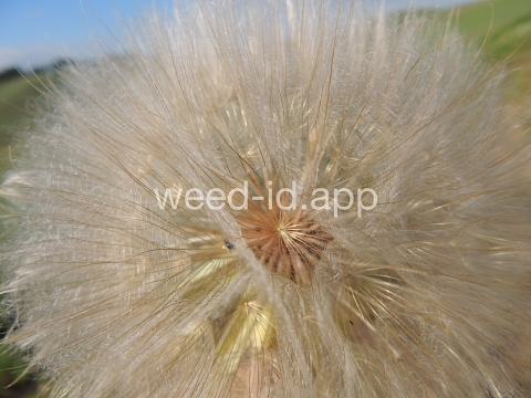 salsify, western